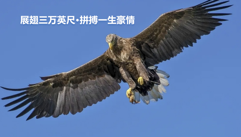 职业机会 职业机会